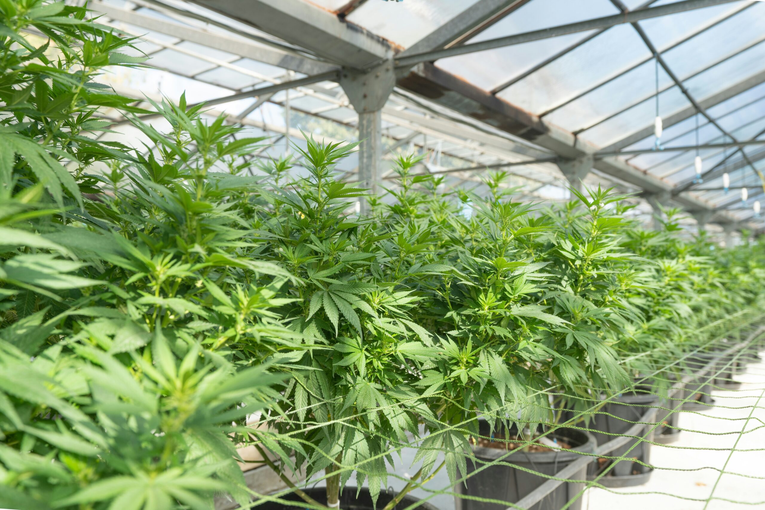 Daily Business Review: Green Horizons: Exploring Emerging Opportunities in the Cannabis Industry for 2024
