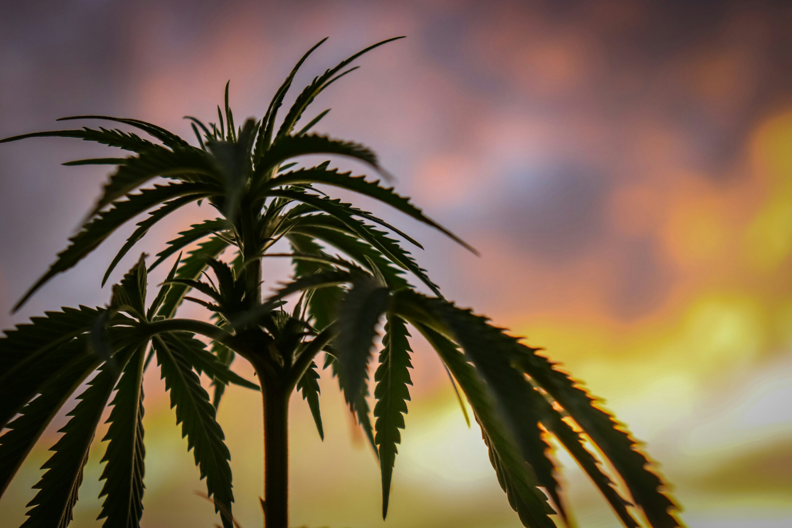 2024: A Year of Stricter Hemp Regulations or Targeted Industry Crackdown?